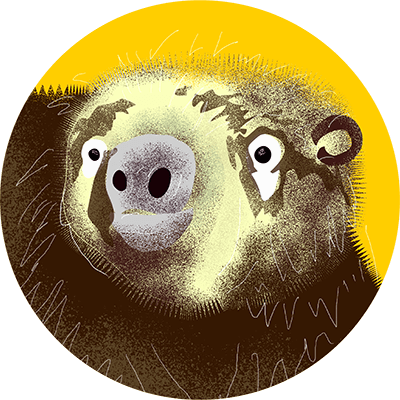 Sloth Sleuthington