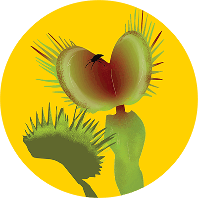 Venus Vine